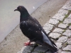 800px-Black_Pigeon.jpg